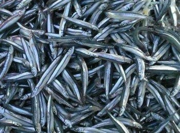 step1: 【澎湖野生水產的產品皆通過政府檢驗及SGS認證，讓大家吃得更安心， 更是五星級飯店主廚指定<span class="group_1">食材</span>，讓大家有實惠價格輕鬆吃到頂級<span class="group_1">食材</span>。 】【金蘭醬油對甘醇始終如一的堅持，採透明瓶裝醬油，讓品質清楚看得見。】