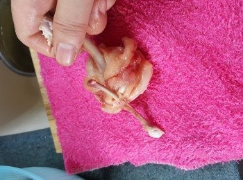 step3: 將上半部骨與骨之間剪開,會有一條粗骨及一條幼骨,將幼骨折斷,保留粗骨