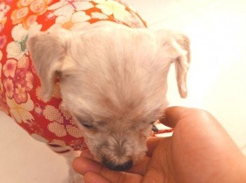 step9: 雖然用的都是對狗狗有益的<span class="group_1">食材</span>，但始終是零食，不要一次過給小狗太多！還有請弄清楚小狗有沒有食物敏感之類的問題喔！