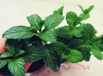 step1: 薄荷葉.蘿勒葉