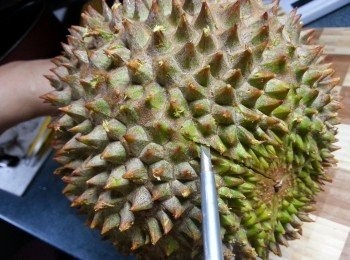 step8: 再取榴槤肉,用鏍絲批於榴槤底部開始插入(另一隻手一定要用布按實榴槤殼)