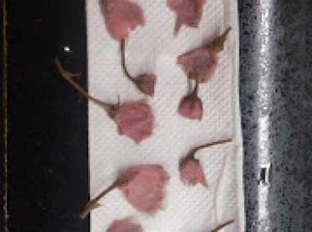 step1: 1. 鹽潰櫻花預先浸洗左D鹽，再浸約3小時
2. 浸透後，用廚房紙印乾櫻花