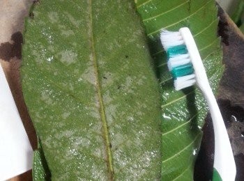 step1: 枇杷葉用牙擦擦去葉上黃衣部份