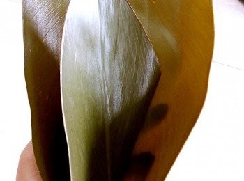 step4: 將月桃葉摺成漏斗形.包入糯米3分之一在將梅花肉.香菇.蘿蔔乾放入.上層再蓋上糯米