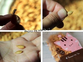 step4: 試著嗑嗑看‧‧‧

雖然小顆了點
不過還真得可以嗑得開瓜子殼
取出裡面的小小顆南瓜子耶
而且，吃起來好香、好新鮮~~~

一顆南瓜的《南瓜子》
包裝起來只有小小一袋，超珍貴啊！！