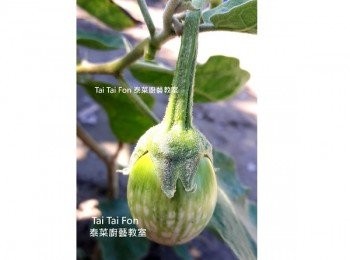 step2: 先看看它在植株上的樣子