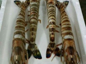 step1: 巨無霸大明蝦【澎湖野生水產】退冰，並洗淨切塊，龍膽石斑【澎湖水產】洗淨並切塊，蕃茄洗淨並切片，青蔥洗淨並切段，備用；【澎湖野生水產的產品皆通過政府檢驗及SGS認證，讓大家吃得更安心， 更是五星級飯店主廚指定<span class="group_1">食材</span>，讓大家有實惠價格輕鬆吃到頂級<span class="group_1">食材</span>。 】