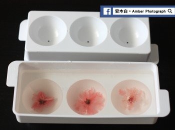 step3: 寒天液稍微放涼後，倒入球狀製冰模具中，放入鹽漬櫻花，調整櫻花花瓣，讓花瓣張開。放入冰箱冷藏1個小時後脫模。