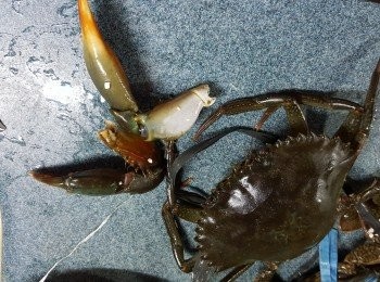 step4: 用廚剪先將<a href="https://bit.ly/2YzwBVG" target="_blank" data-keyword="蟹鉗" class="guide-link"><strong>蟹鉗</strong></a> <span style="display:inline-block;vertical-align:middle;margin-top:-3px;color:initial;border-radius:3px;padding:2px 3px;font-size:12px;line-height:14px;background:#87d300;color:#fff;">即買</span> 剪斷