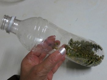 step2: 綠豆和寶特瓶的比例如圖
