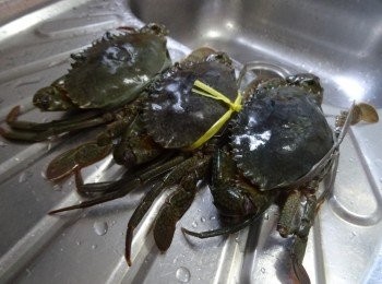 step1: 奄仔回家立即放在冰箱1.5小時將蟹雪暈