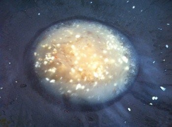 step2: 將鍋裡的油分盛起剩下少許，加入蒜蓉爆香。
然後加入素食蠔油，胡椒粉，雞精粉，鹽巴和食水150ml大火煮滾。