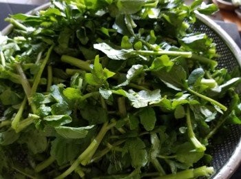 step1: 西洋菜