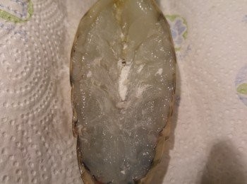 step4: 蝦用廚紙索一索水後撲上栗粉。