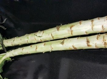 step1: 萵笋 (建議不要買太大條,因不夠幼嫩)