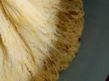 step4: 這是發酵好的樣子，有蜂窩。