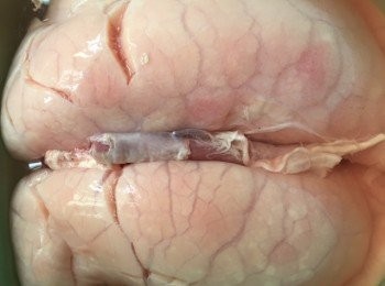 step1: 豬肺回來都再清洗去左血塊