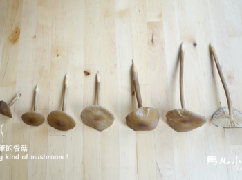 step2: 任何種類的香菇一大包，我選了雪白菇一包再加上一包像筆的香菇，一樣切末