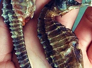 step1: 海馬洗淨，紅棗洗淨去核，薑洗淨去皮切片