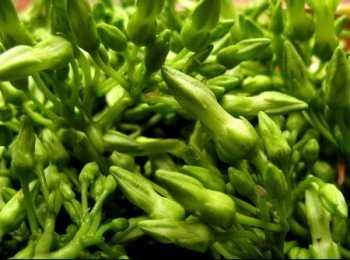 step2: 夜香花洗淨，薑去皮，拍扁