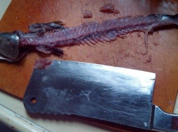 step2: 然後在刮起的鮫魚肉裡加入少許鹽和雞粉。