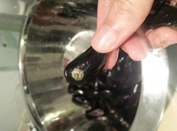 step3: 炒乾蔥片時快手處理好藍貝青口 - 丟掉貝殼已破爛的青口, 貝上有小貝用刀刮走, 貝內有鬚則拔走. 青口放大碗備用.