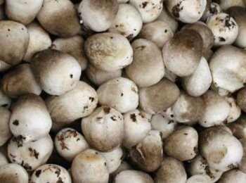 step1: 草菇買回來用刀子批去灰塵及黑點，切半（切記先不要用水洗，直至落鑊前才用水快冲一下便可）因為太早洗草菇其香味會隨水流失