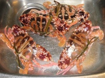 step1: 蟹清洗乾淨，抹乾水分，去腮，蟹身一開四，均勻下調味及拍上適量的生粉，備用