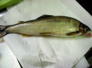 step1: 香魚洗淨，鰓跟魚鰭地方要特別沖洗乾淨喲，用紙巾吸掉多餘水份， 接著在魚身兩側撒上適當的鹽，