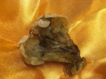 step1: 先將雪蛤洗劑泡發，最好泡過夜，泡到軟軟的，發大呈現半透明狀就好了，把裡面的黑色的雜質清理乾淨。