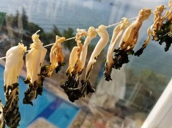 step7: 大白菜會漸漸開始變乾