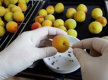 step2: 將梅子的蒂部挑去。