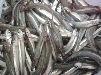 step1: 先將銀魚洗淨，用廚紙吸乾水份