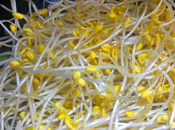 step3: 把豆芽下鍋炒幹水，再下油