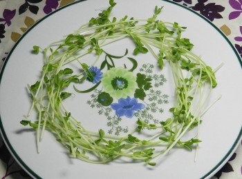 step2: 豌豆嬰先排盤