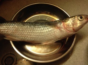 step1: 烏頭洗淨去內藏，不用去鱗，用廚房紙抺乾