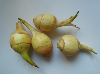 step1: 慈菇切去頭尾，削皮後開邊，用大滾水加1茶匙鹽汆過，然後沖冷水瀝乾。