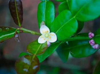 step6: 近看它的花