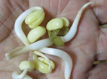 step12: 每一根都很結實飽滿喔!!