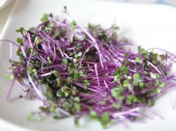 step6: 先將有機紅高麗菜苗鋪在盤上