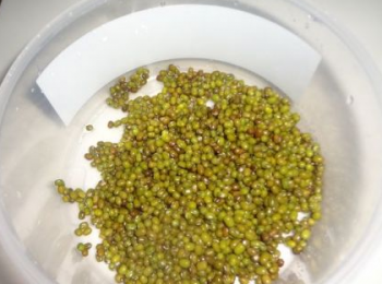 step1: 綠豆洗淨瀝水備用；