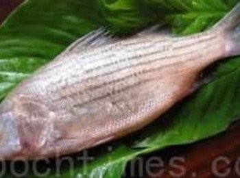 step6: 如果魚販沒有提供活魚可挑選，要怎麼挑魚才新鮮呢?分享挑魚的要點: 1.按~新鮮的魚肉是極富彈性，按起來感覺硬硬，手移開時，魚肉馬上恢復原形狀 2.聞~越不新鮮的魚，魚腥味就越重 3.翻~翻開魚鰓部份，顏色越先宏表示含血量高，通常於死後血液不再循環，所以顏色越黯淡，表示這條魚死越久喔! 4.看~越新鮮的魚，魚眼睛就越明亮透徹，眼球也飽滿無凹陷，無血塊分佈或眼球混酌~ 5.(圖片來至http://s1.djyimg.com/i6/1103161925491983.jpg)