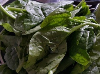 step3: 薑蒜炒潺菜

材料：

潺菜 560克
薑 3 片
蒜頭（切碎）少許
乾蔥（切碎）少許
雞粉 1茶匙
糖 1/2 茶匙
薑 2 片
麻油 少許

做法：

爆香蒜頭，乾蔥，薑片放入潺菜，大火輕炒至軟身，加入雞粉，糖，麻油蓋 30 秒，
完成 。