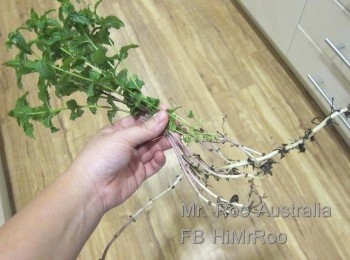 step4: 果個唔知叫咩名, 又唔知甜定酸定鹹咁既汁:
蒜蓉   2茶匙
辣椒碎   2茶匙
魚露   4-5湯匙 (逐少落, 邊試味, 每款魚露鹹度有別)
青檸汁   1個
檸檬汁   半個
糖   3-4湯匙 (試味, 個人口味唔同, 唔想跣你)
水   半杯左右 (試味呀…)