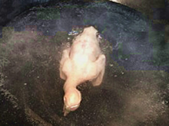 step3: 將泡好的鴿子放入煮好的開水中,過一遍,去血水,浮油