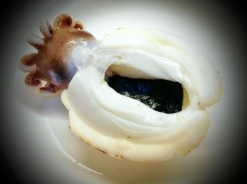 step4: 放入海苔片