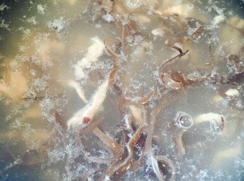 step2: 雞湯和水煮沸，加入肉絲，煮至轉色後加入木耳絲。