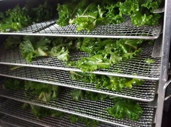 step6: 將已經拌勻調味料的羽衣甘藍平均放入風乾機中，用50度風乾6一8小時（時間因應每個風乾機的性能強弱而定）風乾到羽衣甘藍脆身即可
