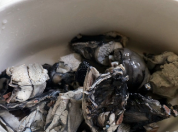 step1: 烏雞半隻，清洗乾淨後切成小塊，飛水，撈起，放進燉盅。