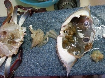 step5: 再用牙刷刷去腳邊的去除泥沙,去除蟹肚內左右兩邊肺及胃